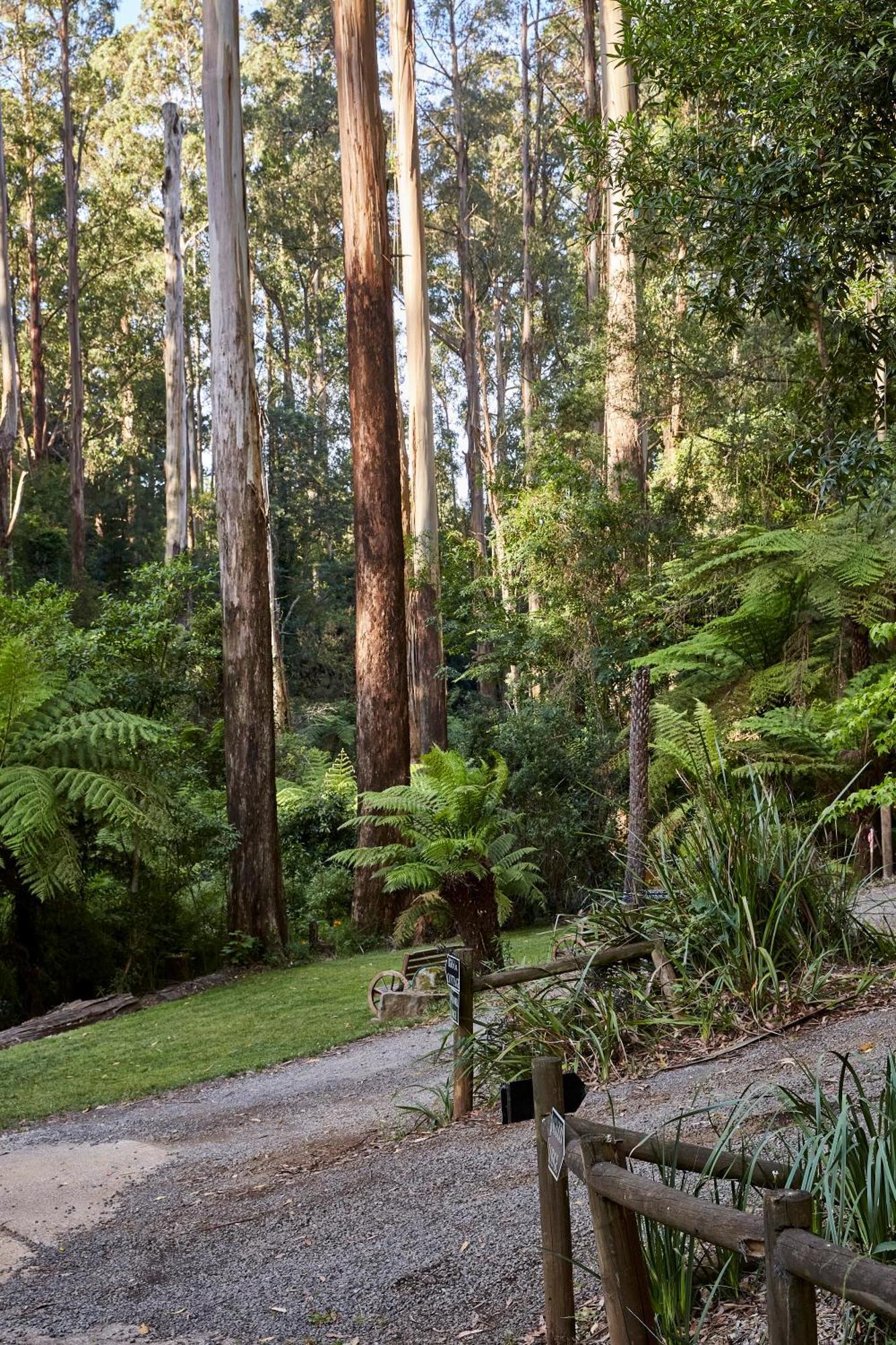 The Fernglen Forest Retreat Mount Dandenong Exterior foto